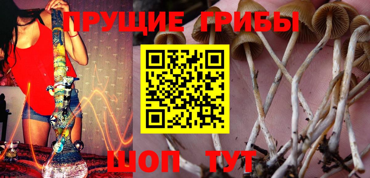 Галлюциногенные грибы Psilocybe  Псилоцибиновые грибы MAGIC MUSHROOMS  Вязьма  Вход с VPN 